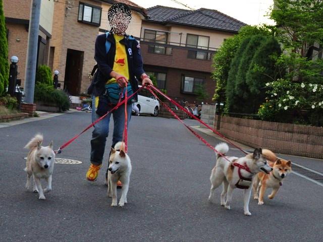 4匹で仲良くお散歩だ!_a0126590_23133534.jpg