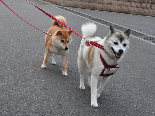 4匹で仲良くお散歩だ!_a0126590_23154321.jpg