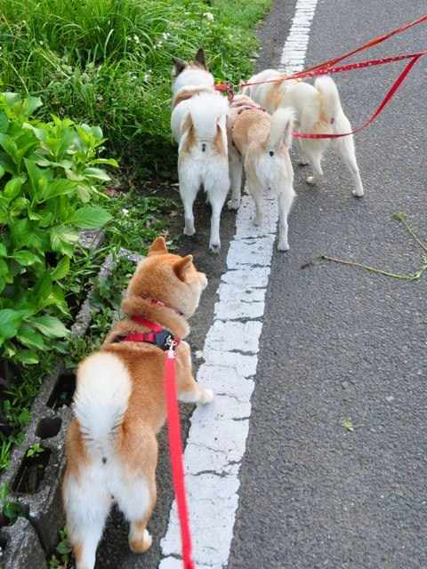 4匹で仲良くお散歩だ!_a0126590_23183989.jpg