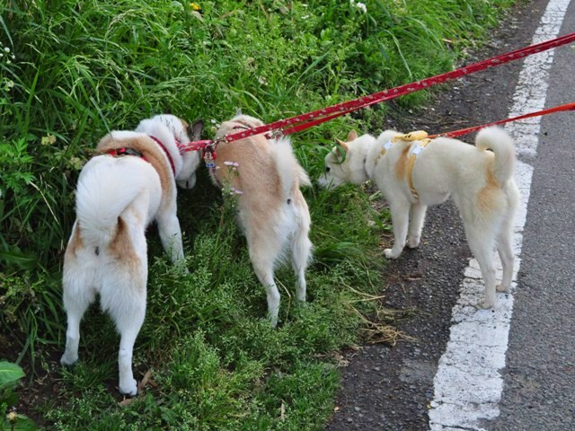 4匹で仲良くお散歩だ!_a0126590_2319207.jpg