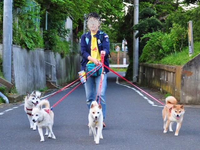 4匹で仲良くお散歩だ!_a0126590_23213915.jpg