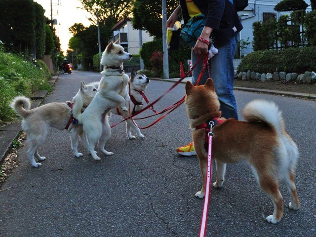 4匹で仲良くお散歩だ!_a0126590_23224654.jpg