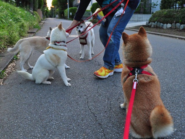 4匹で仲良くお散歩だ!_a0126590_23233118.jpg