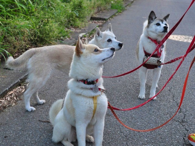 4匹で仲良くお散歩だ!_a0126590_2323512.jpg