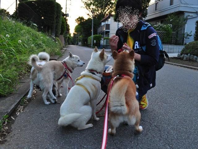 4匹で仲良くお散歩だ!_a0126590_2325177.jpg