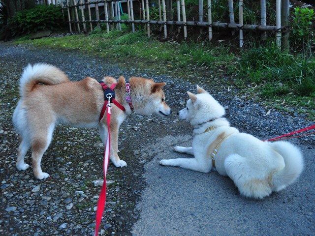 4匹で仲良くお散歩だ!_a0126590_2326278.jpg