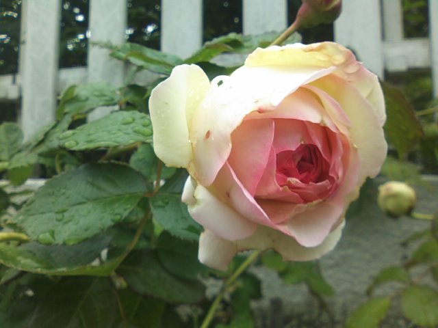 f0077595_9253341.jpg