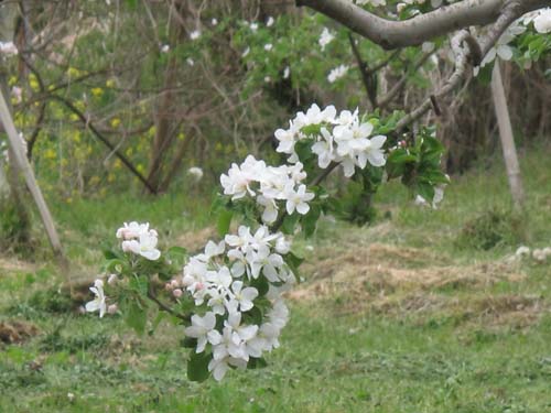 花盛りの小諸_e0120896_14291436.jpg