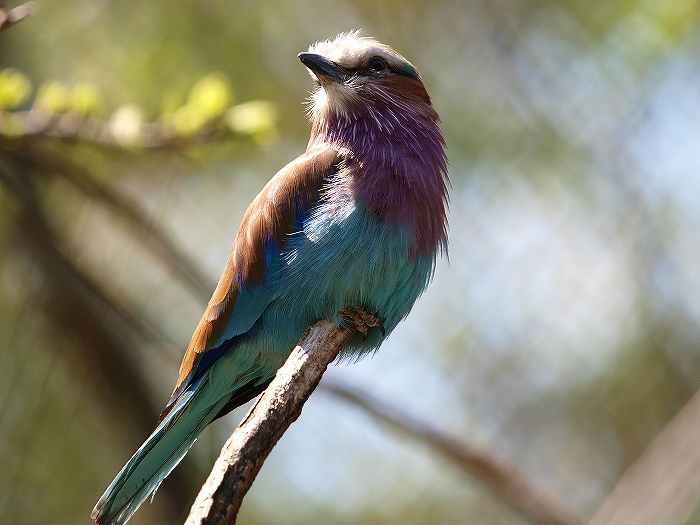 ”こども” ってつくのに、広すぎ動物園・・・_a0164204_1465826.jpg