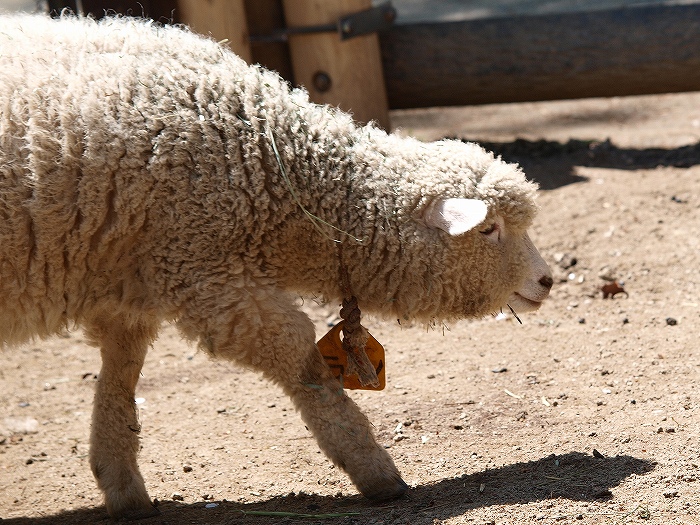 ”こども” ってつくのに、広すぎ動物園・・・_a0164204_1532662.jpg