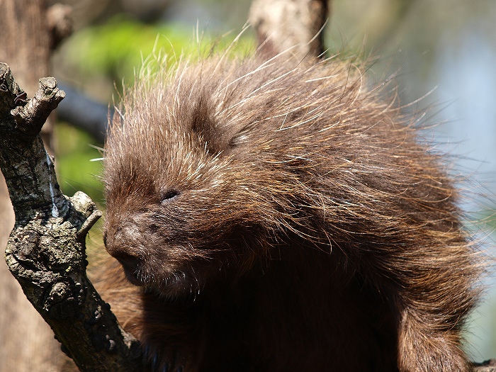 ”こども” ってつくのに、広すぎ動物園・・・_a0164204_1582878.jpg