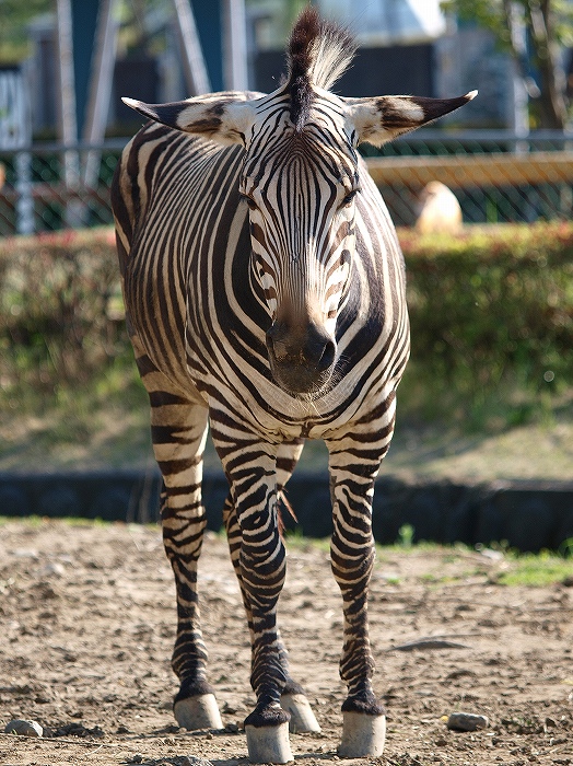 ”こども” ってつくのに、広すぎ動物園・・・_a0164204_23178.jpg