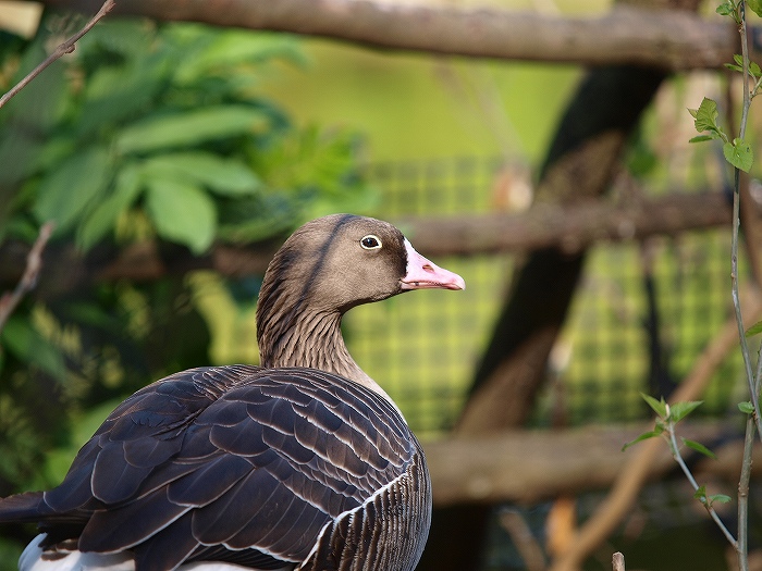 ”こども” ってつくのに、広すぎ動物園・・・_a0164204_24283.jpg