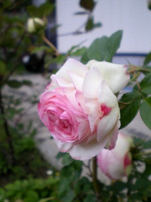 f0206605_17155996.jpg
