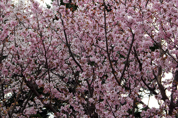 f0160407_4562445.jpg