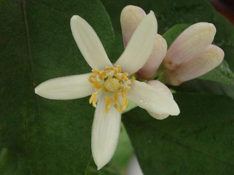c0147909_0553388.jpg