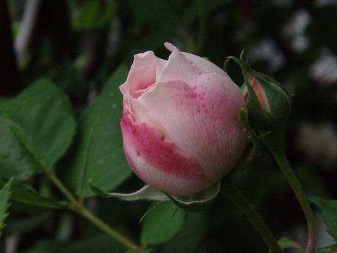 c0147909_056224.jpg
