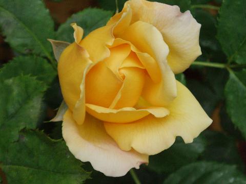 c0147909_0565544.jpg