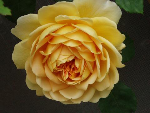 c0147909_0571424.jpg