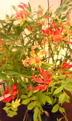 c0180209_23484319.jpg