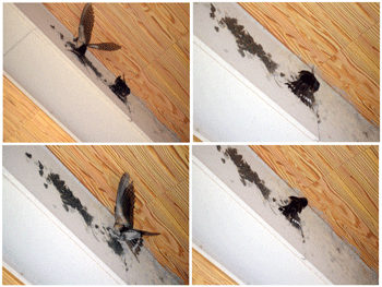 c0143711_15253766.gif