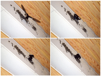 c0143711_15254974.gif