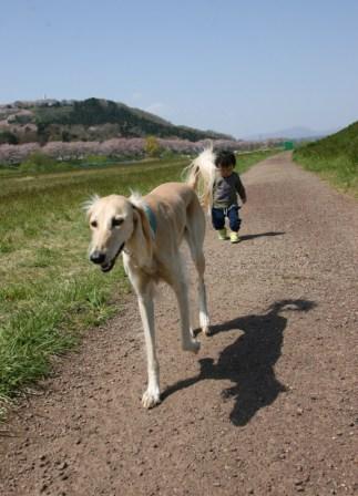 茨城県　船岡城址公園～日本桜１００選～_e0134711_21493254.jpg