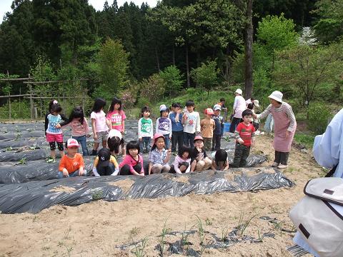 さつまいも植え_f0236012_11532692.jpg