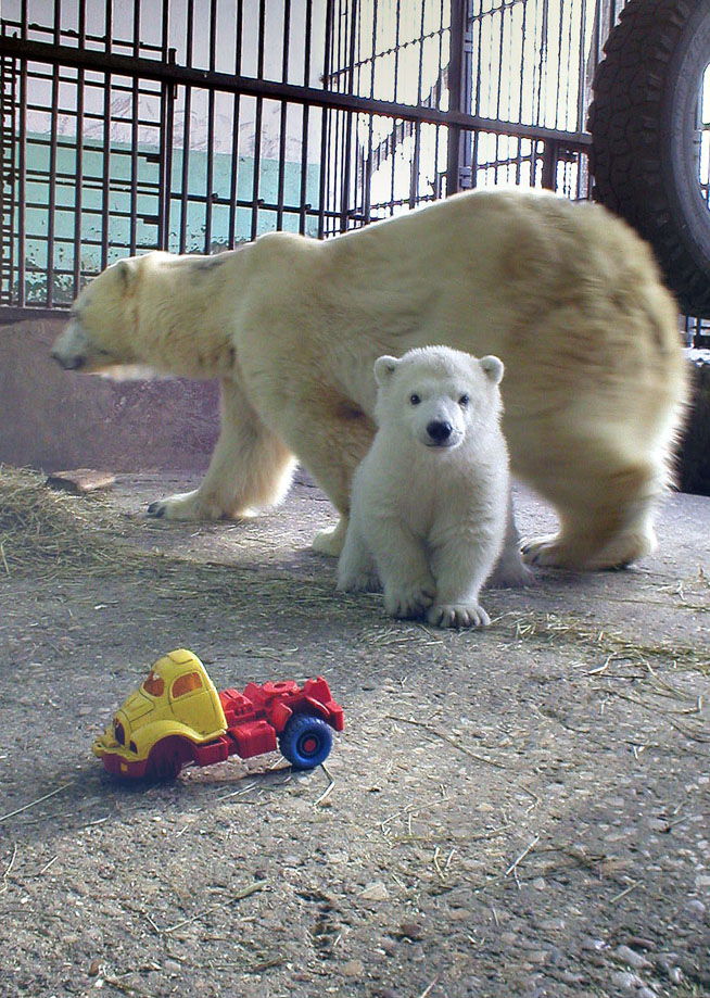 ロシア・ペルミ動物園時代のゴーゴとアンデルマお母さん_a0151913_19584118.jpg