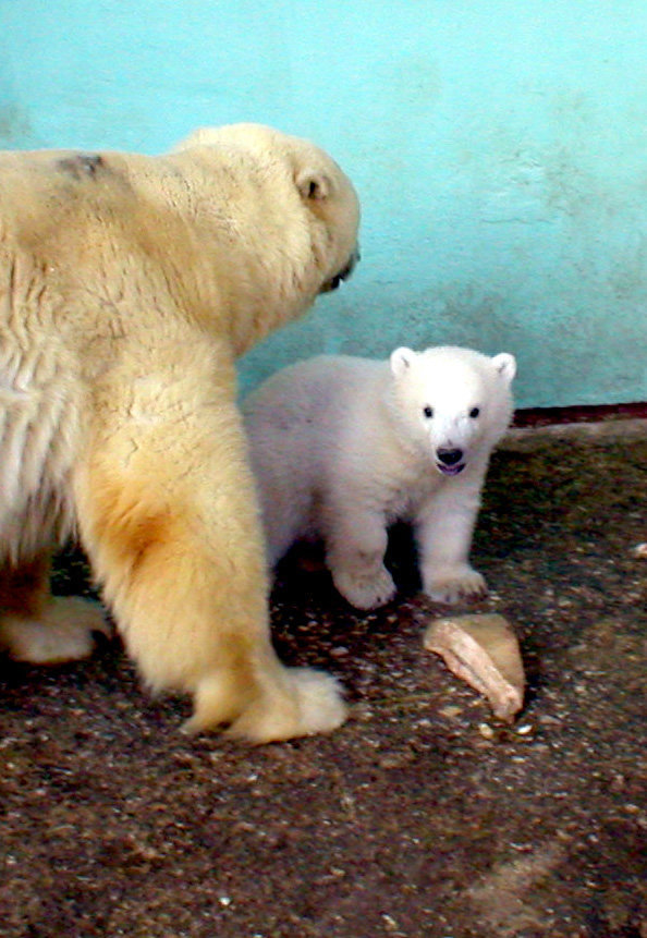 ロシア・ペルミ動物園時代のゴーゴとアンデルマお母さん_a0151913_19585837.jpg