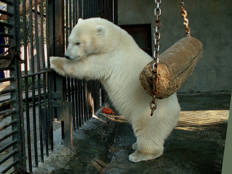 ロシア・ペルミ動物園時代のゴーゴとアンデルマお母さん_a0151913_1959257.jpg