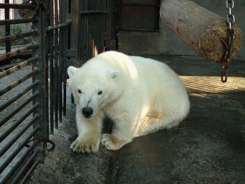 ロシア・ペルミ動物園時代のゴーゴとアンデルマお母さん_a0151913_19594038.jpg