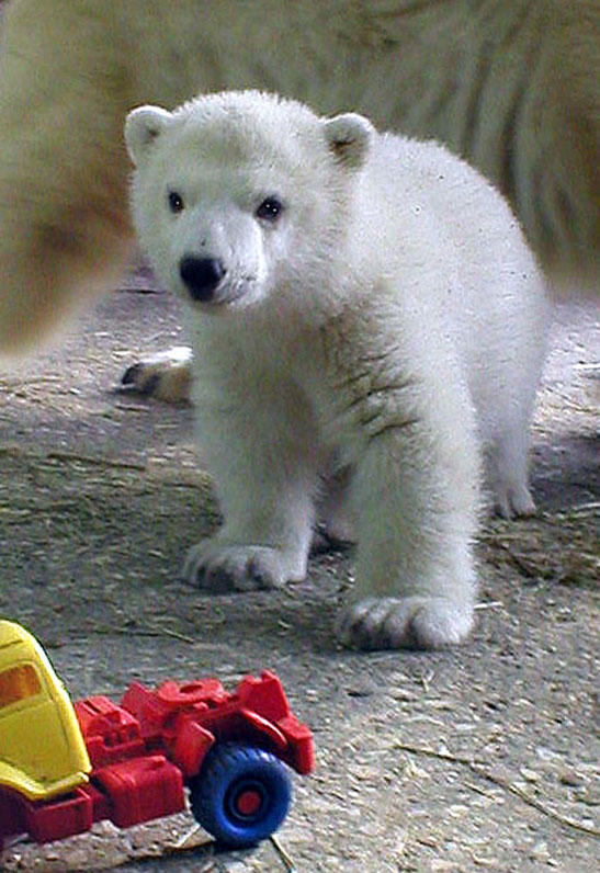 ロシア・ペルミ動物園時代のゴーゴとアンデルマお母さん_a0151913_2042191.jpg