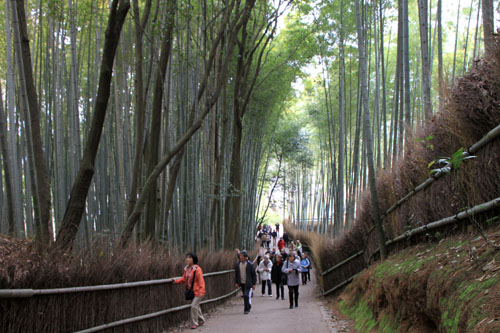 嵯峨野の竹林_e0048413_20552244.jpg