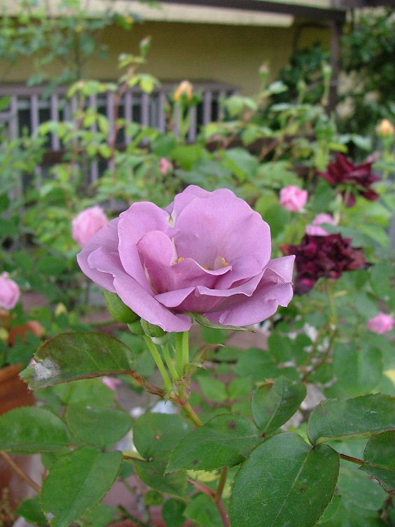 c0212214_001484.jpg