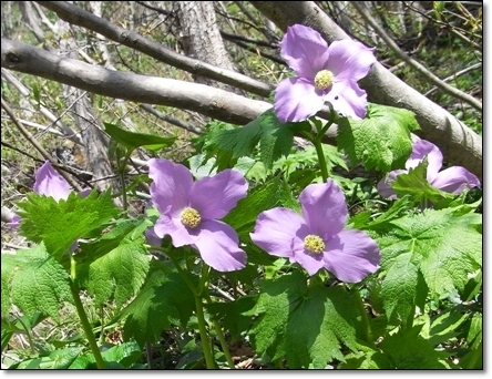 佐渡島のお花_c0073015_21565572.jpg