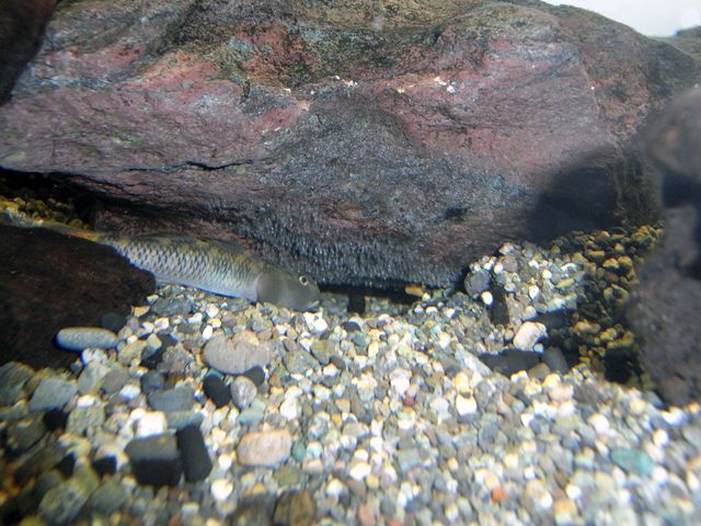 ヨシノボリの産卵 手賀沼親水広場ニュース ヨシノボリの産卵 手賀沼親水広場ニュース