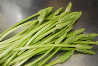 Asperge Sauvage アスペルジュ・ソヴァージュ_e0025817_0231016.jpg
