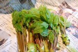 Asperge Sauvage アスペルジュ・ソヴァージュ_e0025817_047249.jpg