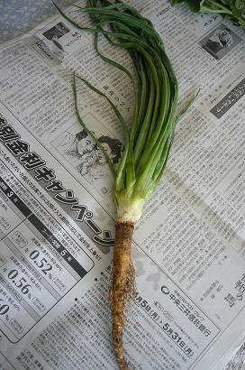 西洋ごぼう 伊達発 Vegetables