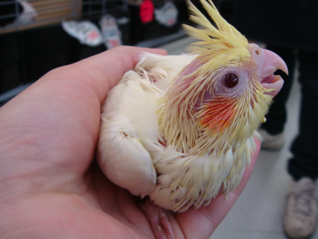 ウサギ・インコ_f0189122_15411897.jpg