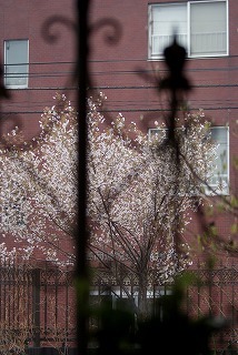 f0170524_12335133.jpg