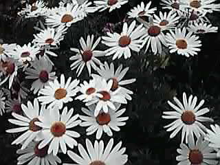すべての人の心に花を_a0078827_20401368.jpg