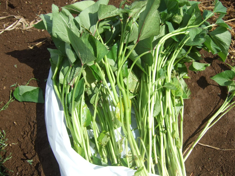 夏野菜の植え付け...._b0137932_1850035.jpg