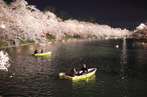 弘前公園の桜　その２０_e0168232_20563590.jpg