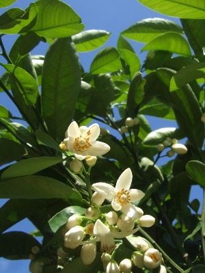 八朔の花、いい香り♪_f0142733_2034642.jpg