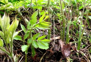 c0204740_12145740.jpg