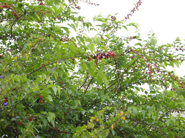 a0146442_17525114.jpg