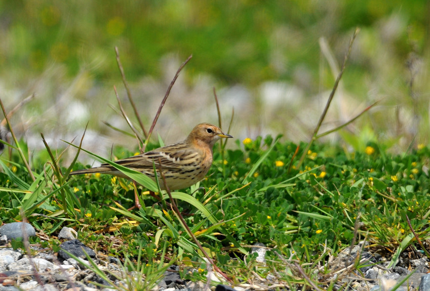 春の舳倉島その２～キガシラセキレイ他_b0148352_11223481.jpg