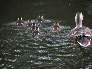 かるがもの子育て201005_a0044453_8295476.gif